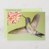 Carte Postale Beau colibri volant vers une fleur (Devant / Derrière)