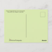 Carte Postale Beau colibri volant vers une fleur (Dos)