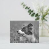 Carte Postale Beau Collie Chien (Debout devant)