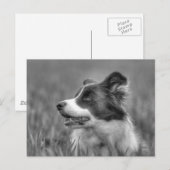 Carte Postale Beau Collie Chien (Devant / Derrière)