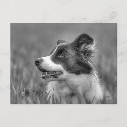 Carte Postale Beau Collie Chien (Devant)