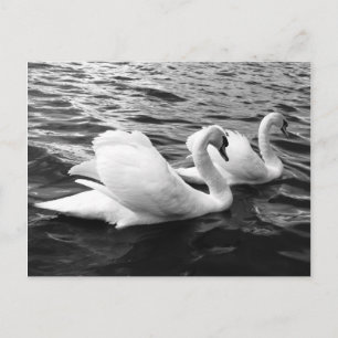 Carte Postale Beau couple de cygne dans l'eau