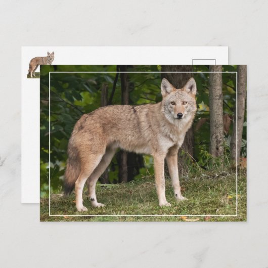 Carte Postale Beau Coyote (Devant / Derrière)