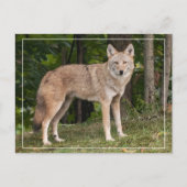 Carte Postale Beau Coyote (Devant)