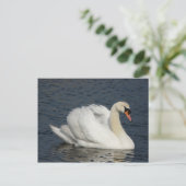Carte Postale Beau cygne blanc dans l'eau (Debout devant)