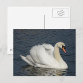 Carte Postale Beau cygne blanc dans l'eau (Devant / Derrière)