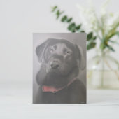 Carte Postale Beau dessin du Labrador Retriever (Debout devant)
