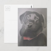 Carte Postale Beau dessin du Labrador Retriever (Devant / Derrière)