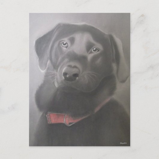 Carte Postale Beau dessin du Labrador Retriever (Devant)
