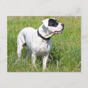 Carte Postale Beau Dogo Argentino