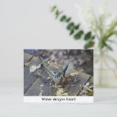 Carte Postale Beau Dragon D'Eau (Debout devant)