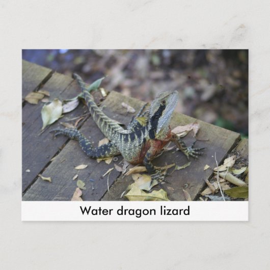 Carte Postale Beau Dragon D'Eau (Devant)