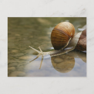 Carte Postale Beau escargot et réflexion dans l'eau