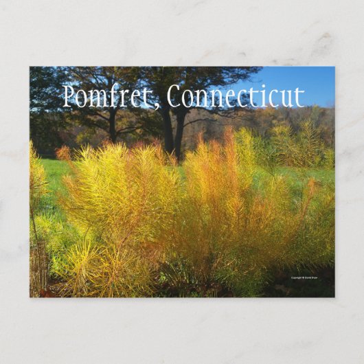 Carte Postale Beau Feuille (Devant)