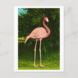 Carte Postale Beau Flamant rose rose