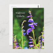 Carte Postale Beau Fleurs sauvages violets en fleurs (Devant / Derrière)