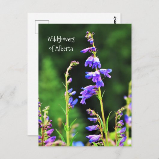 Carte Postale Beau Fleurs sauvages violets en fleurs (Devant / Derrière)