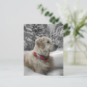 Carte Postale Beau Golden Retriever dans la neige (Debout devant)