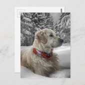 Carte Postale Beau Golden Retriever dans la neige (Devant / Derrière)
