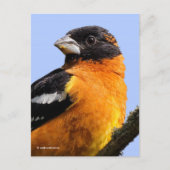 Carte Postale Beau Grosbeak à tête noire en arbre (Devant)