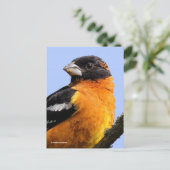 Carte Postale Beau Grosbeak à tête noire en arbre (Debout devant)