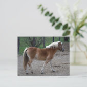 Carte Postale Beau Haflinger (Debout devant)