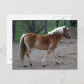 Carte Postale Beau Haflinger (Devant / Derrière)