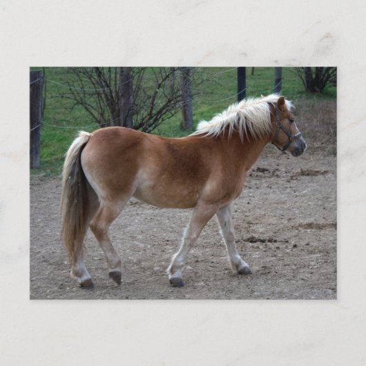 Carte Postale Beau Haflinger (Devant)