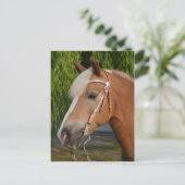 Carte Postale Beau haflinger cheval portrait (Debout devant)