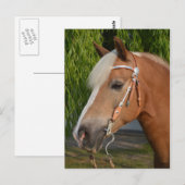 Carte Postale Beau haflinger cheval portrait (Devant / Derrière)