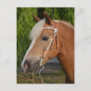 Carte Postale Beau haflinger cheval portrait