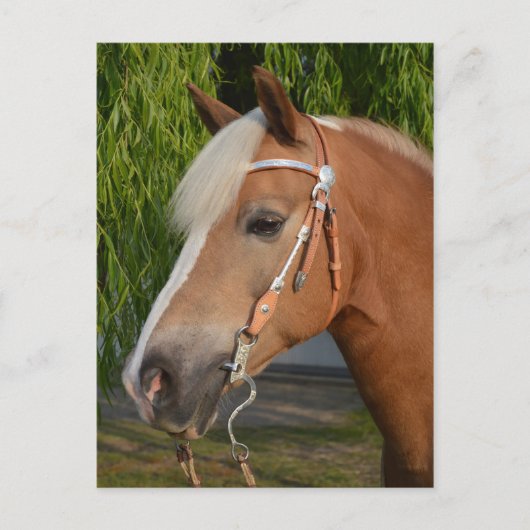 Carte Postale Beau haflinger cheval portrait (Devant)