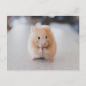 Carte Postale Beau hamster (Devant)