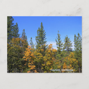 Carte Postale Beau Hayfork, Californie...