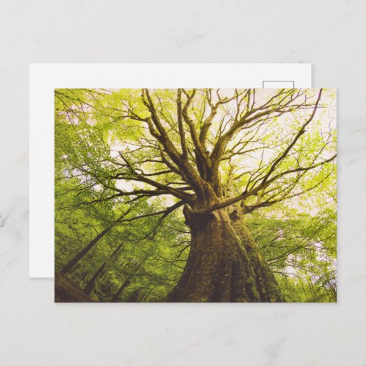 Carte Postale Beau Hêtre (Devant / Derrière)