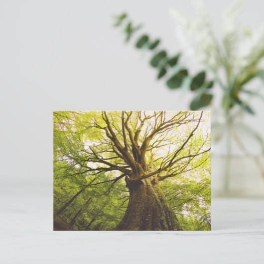 Carte Postale Beau Hêtre (Debout devant)