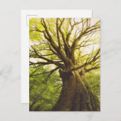 Carte Postale Beau Hêtre (Devant / Derrière)