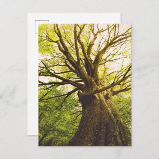 Carte Postale Beau Hêtre (Devant / Derrière)