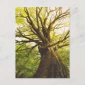 Carte Postale Beau Hêtre (Devant)