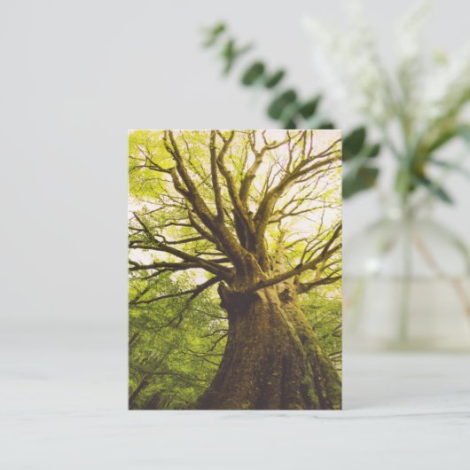 Carte Postale Beau Hêtre (Debout devant)