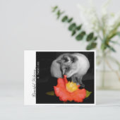 Carte Postale Beau Hibiscus...& Bulles (Debout devant)