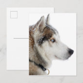 Carte Postale Beau Husky sibérien dans la neige (Devant / Derrière)