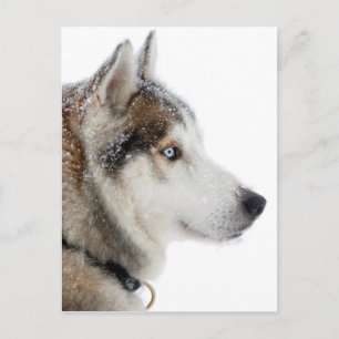 Carte Postale Beau Husky sibérien dans la neige