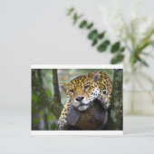 Carte Postale Beau jaguar relaxant dans l'arbre (Debout devant)