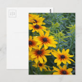 Carte Postale Beau jardin de fleurs de susan aux yeux noirs (Devant / Derrière)