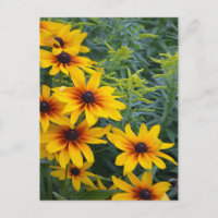 Beau jardin de fleurs de susan aux yeux noirs