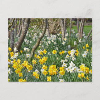 Carte Postale Beau jardin de jonquilles de printemps