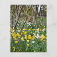 Beau jardin de jonquilles de printemps