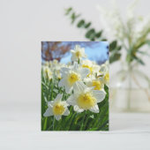 Carte Postale Beau jardin de jonquilles jaunes et blanches (Debout devant)