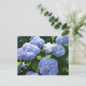 Carte Postale Beau Jardin, Fleurs d'Hydrangea Photo (Debout devant)